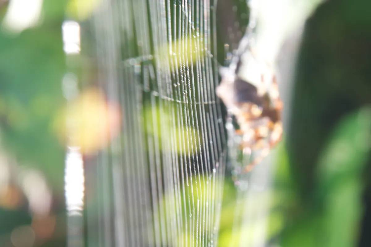 Arachnophobia Therapy Session #1