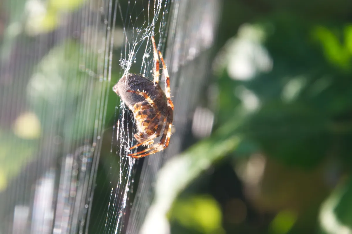 Arachnophobia Therapy Session #2 (just a wee closer)