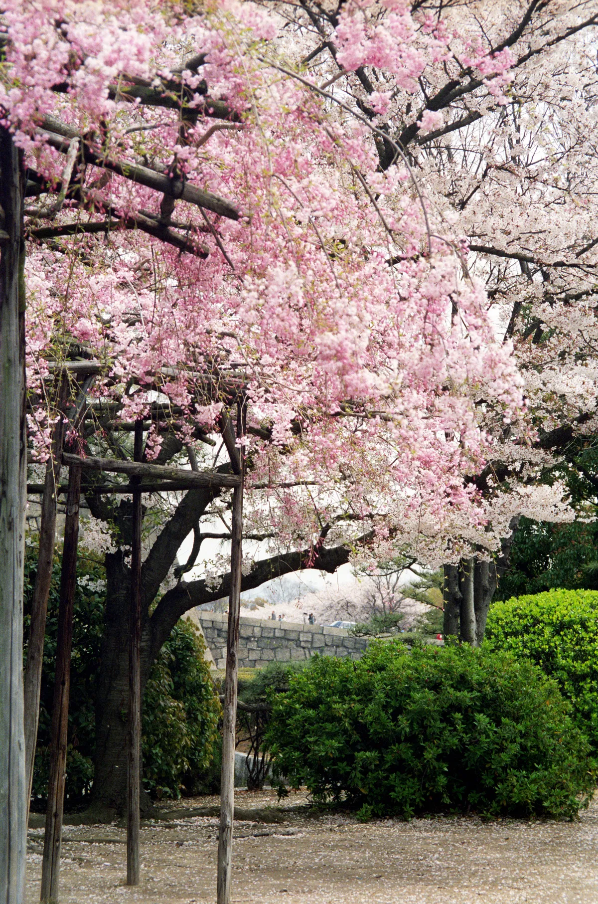24545-Negs-024