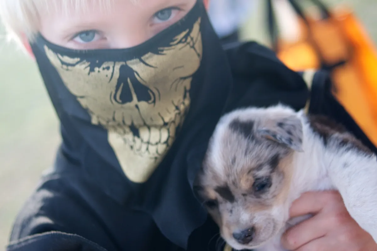 Ninjas, apparently, love puppies