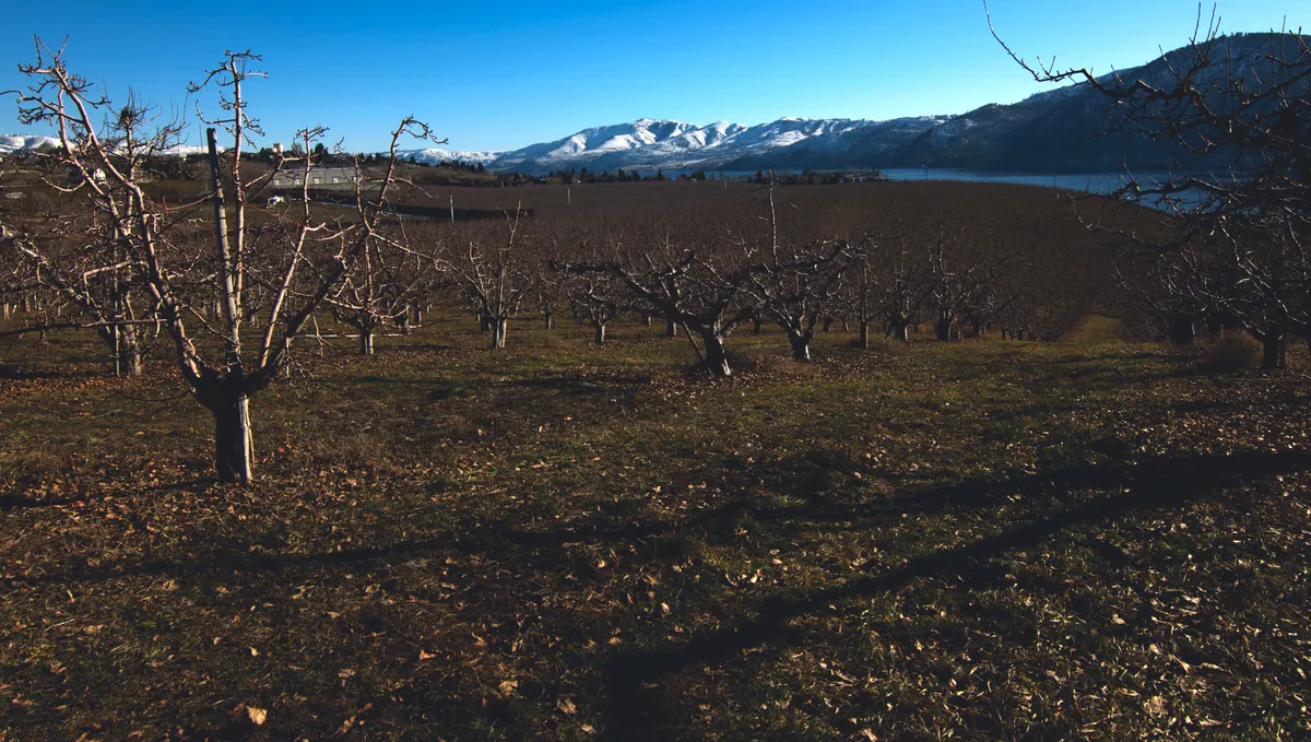 Lake Chelan from Manson Orchards
