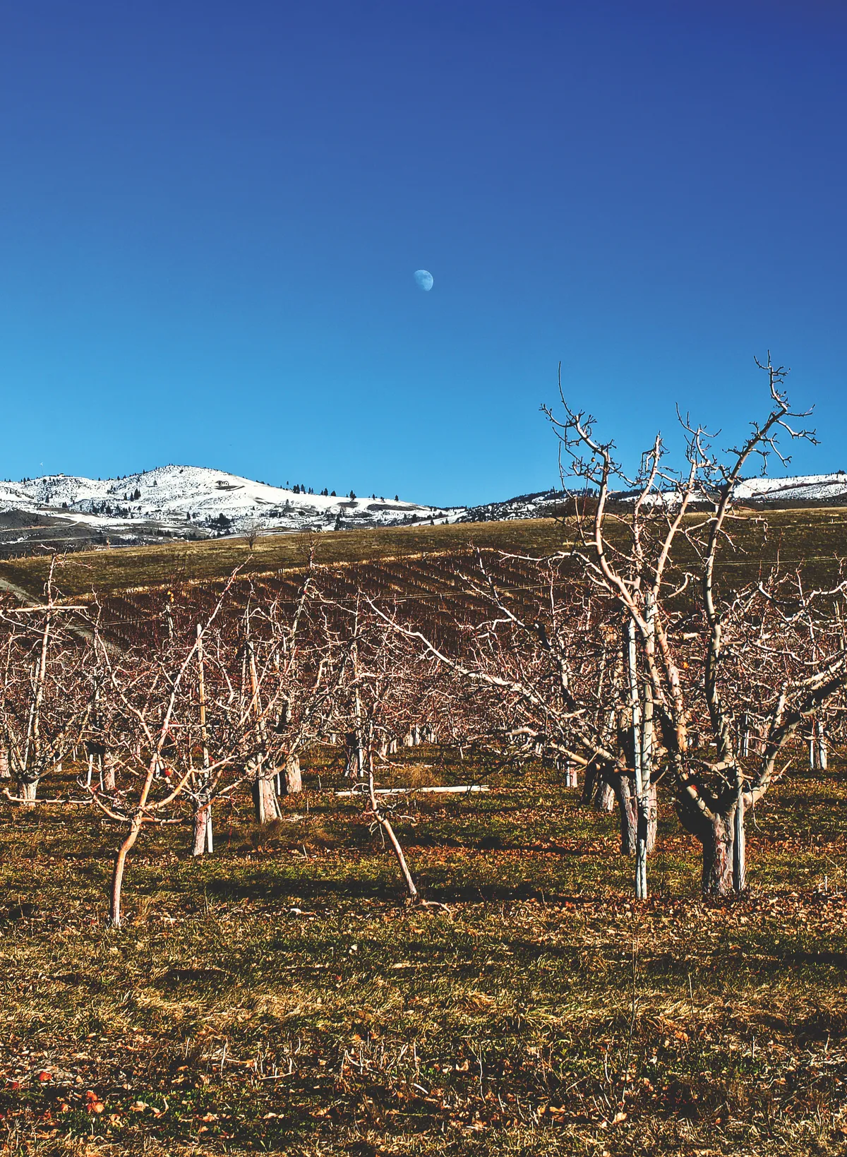 Moon over Manson Orchards