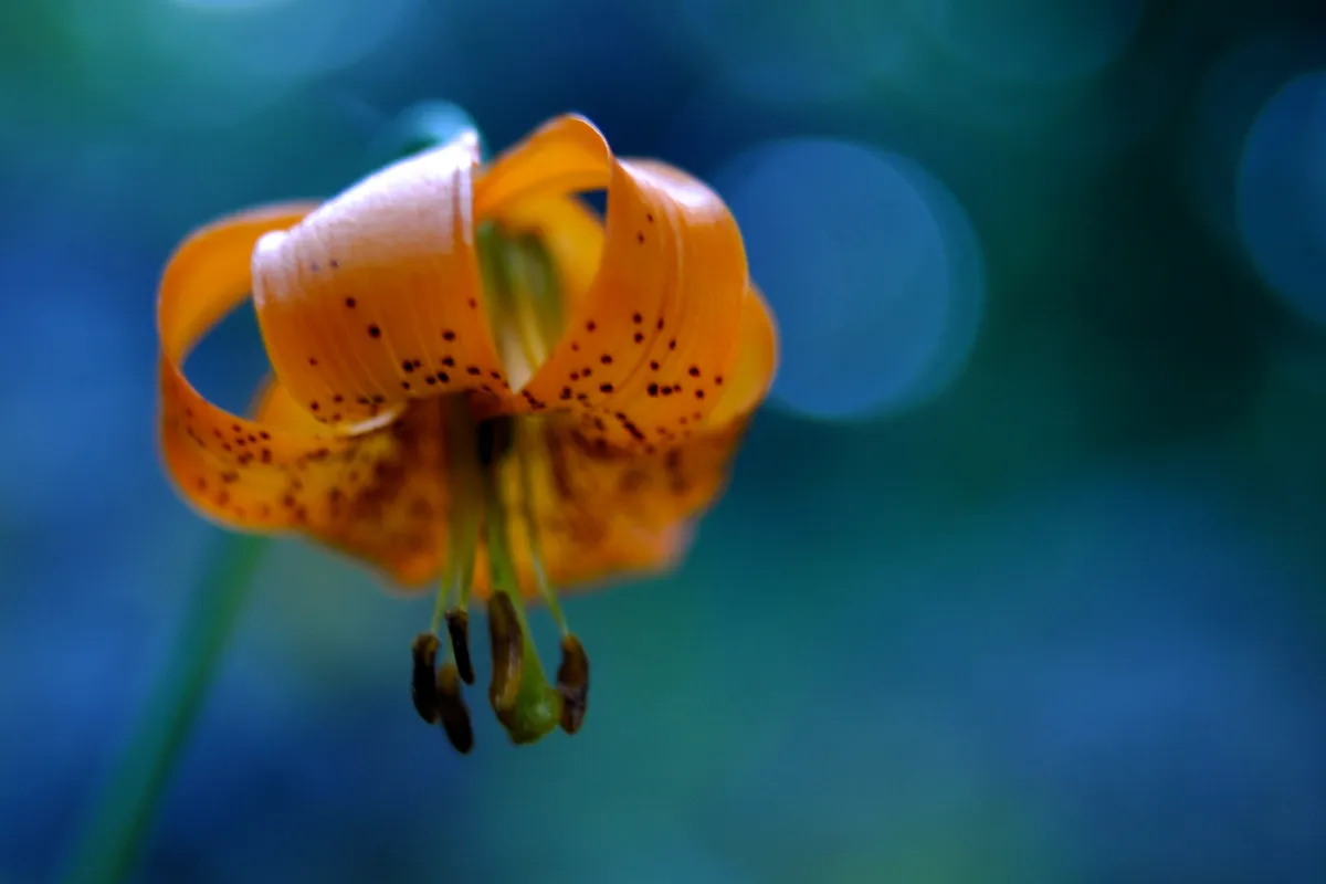 tiger lilly