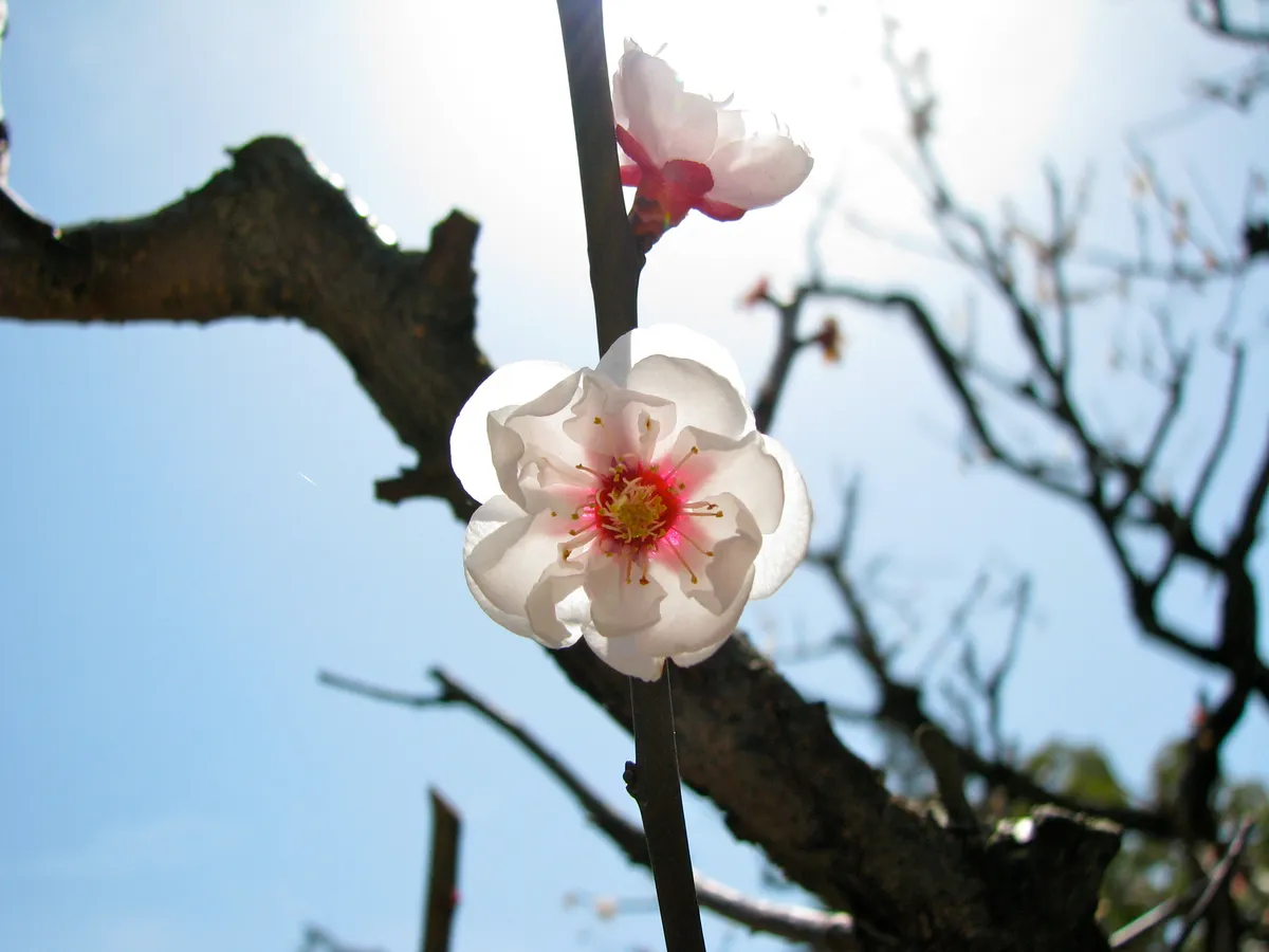 sakura