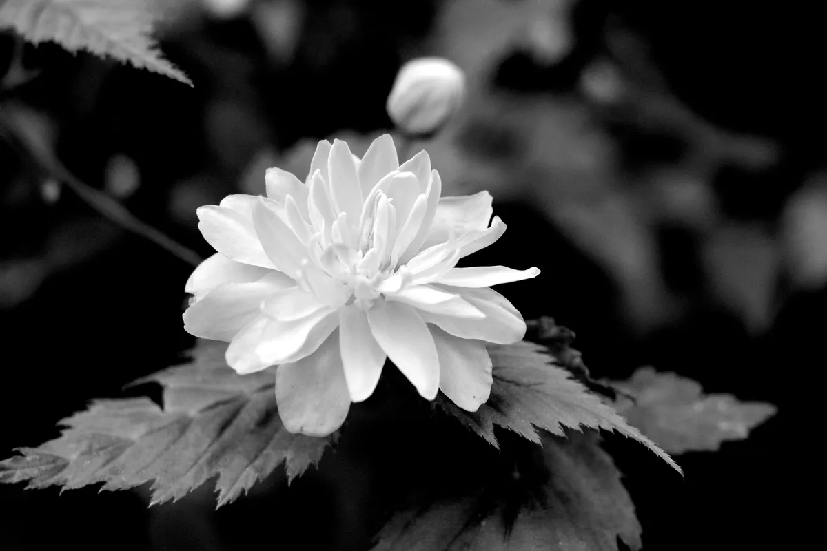 white flower