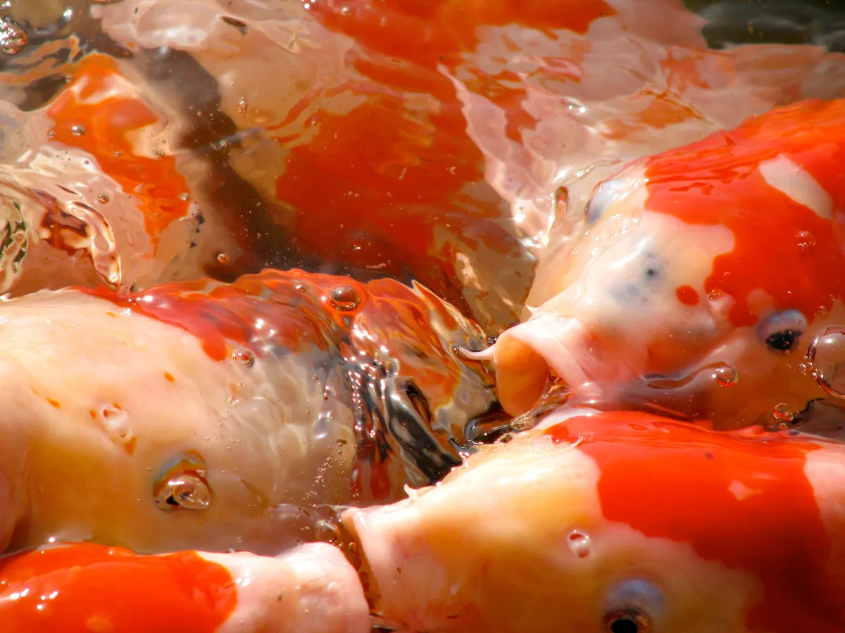 koi