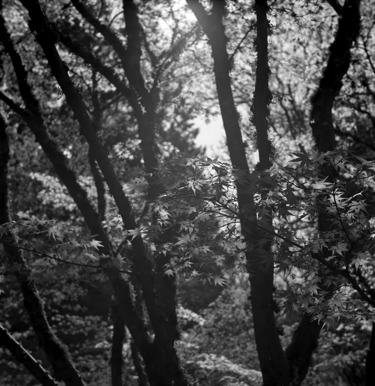 Bellevue Botanical Garden (April 2012)