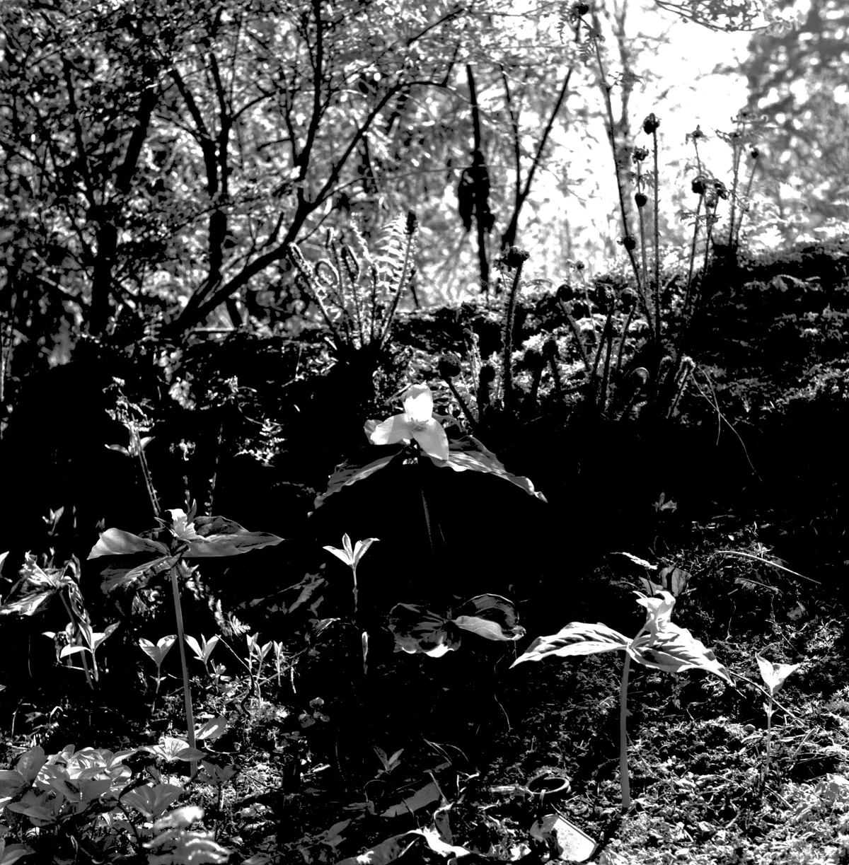 Bellevue Botanical Garden (April 2012)