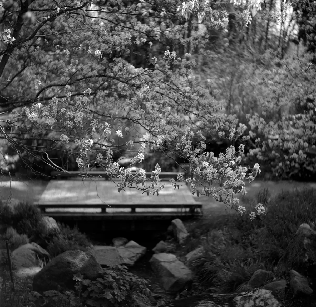 Bellevue Botanical Garden (April 2012)