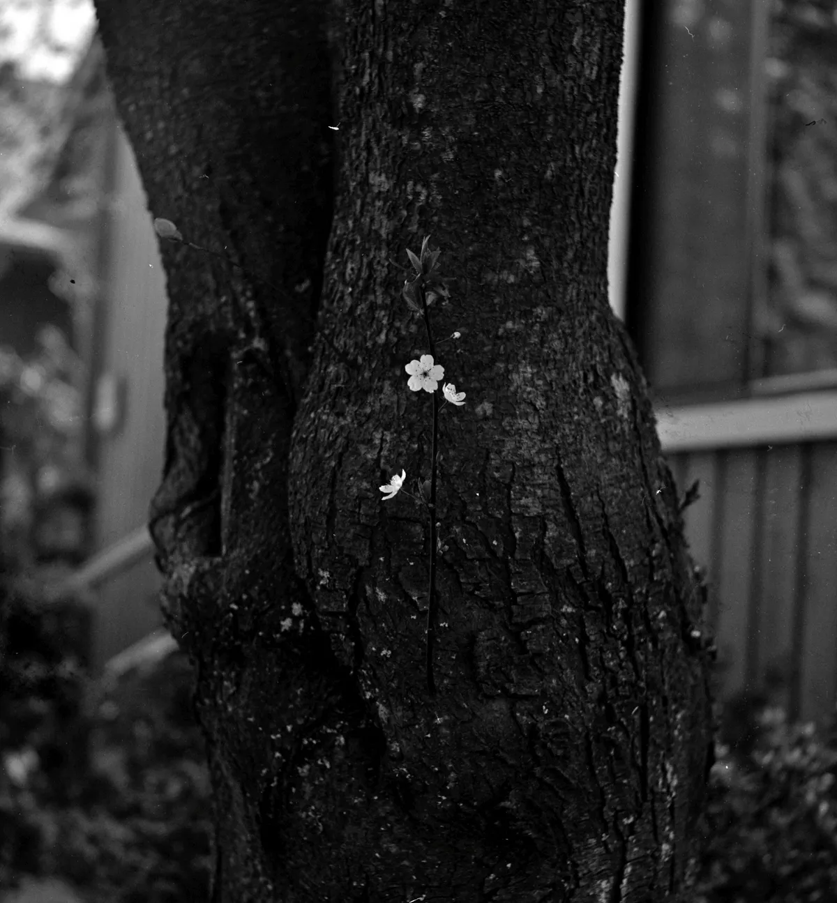 Apple blossom near my home (April 2012)