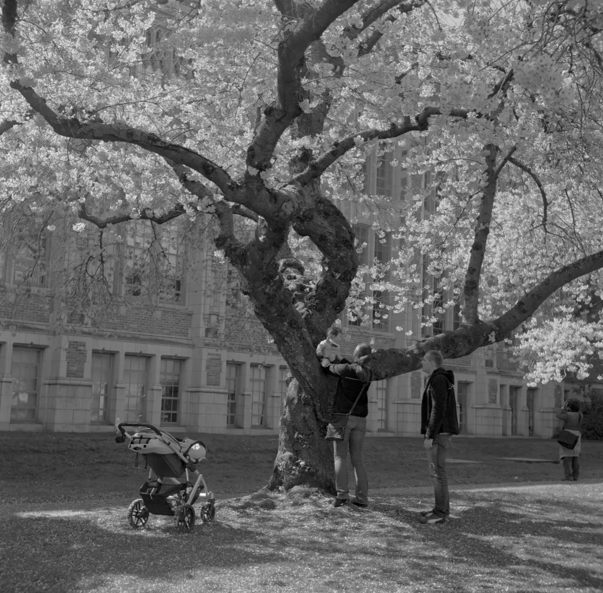 University of Washington during cherry blossom season
