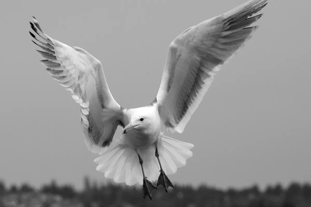jonathan seagull