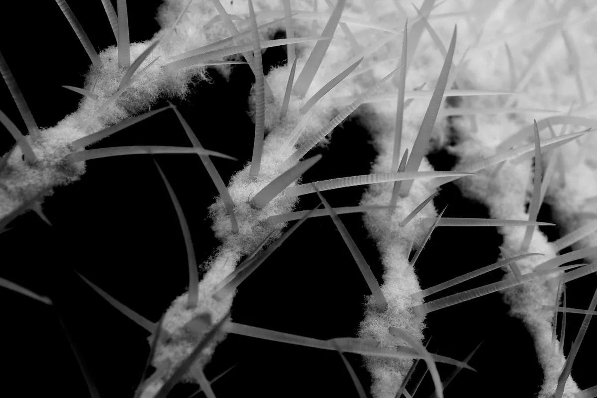 Succulent plant; what I find captivating is the "growth rings" on the spikes