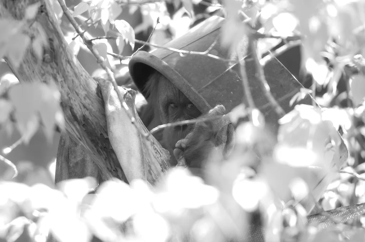 peeking orangutan