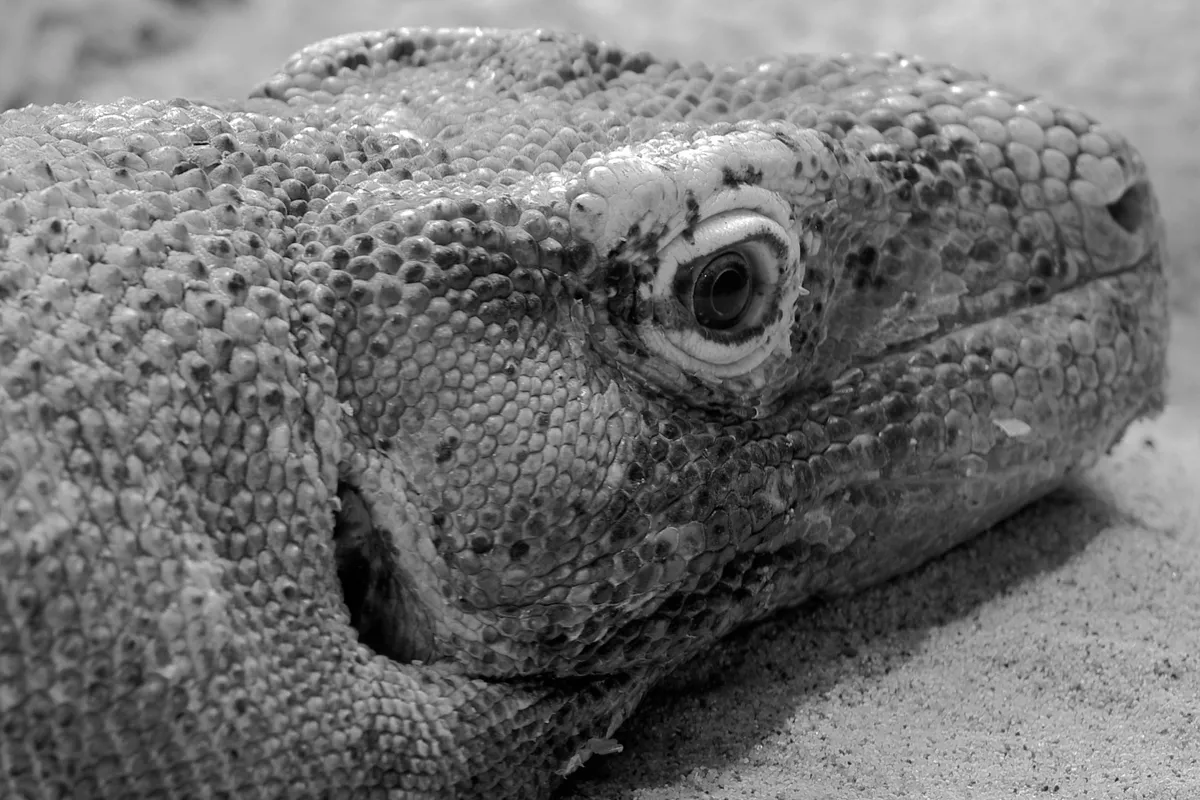komodo dragon