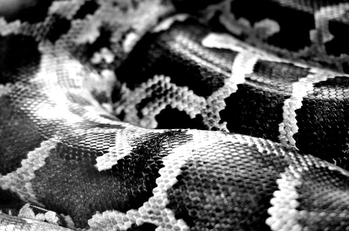 scales