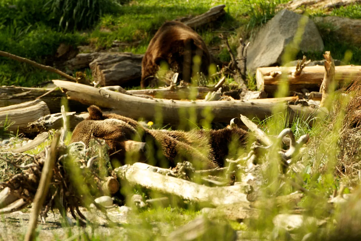 let sleeping bears lie