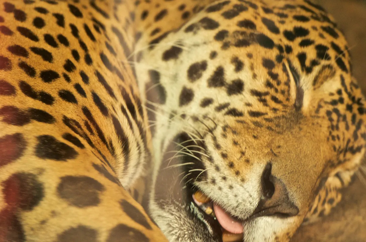 sleeping