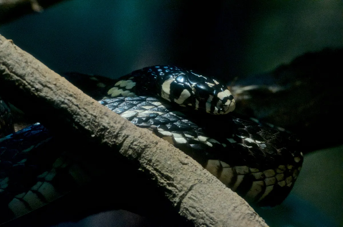tree snake