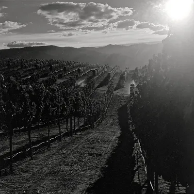 vineyard