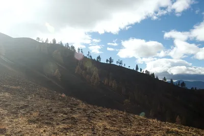 Tree Line