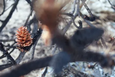 Pine Cones and Carbon