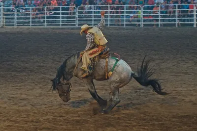 bucking bronco