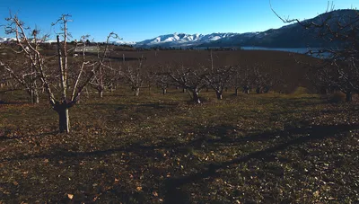 Lake Chelan from Manson Orchards