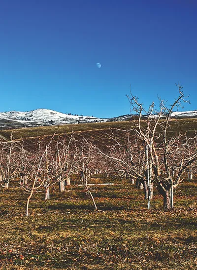 Moon over Manson Orchards